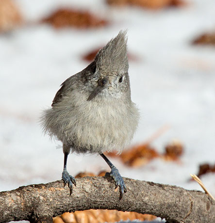 Juniper Titmouse Baeolophus ridgwayi