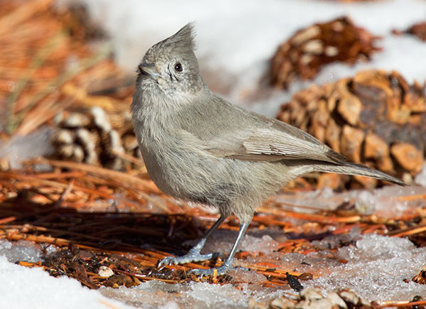 Juniper Titmouse Baeolophus ridgwayi