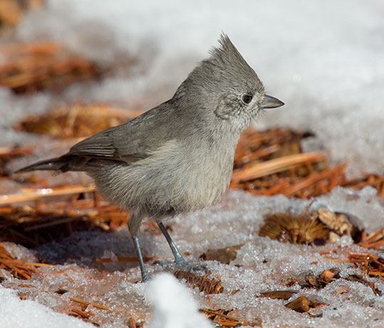 Juniper Titmouse Baeolophus ridgwayi