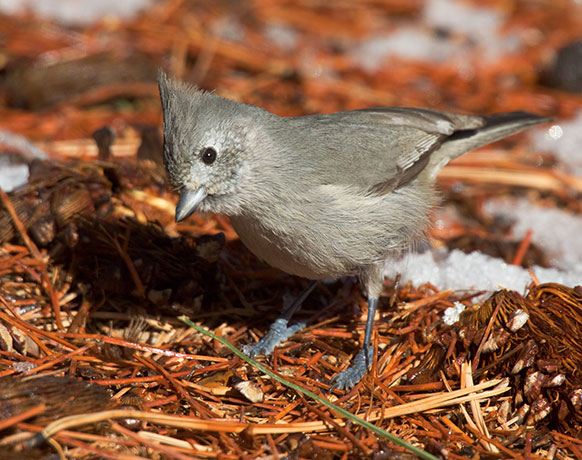 Juniper Titmouse Baeolophus ridgwayi