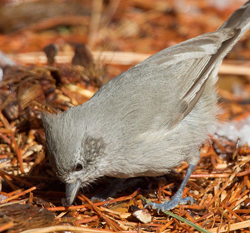 Juniper Titmouse Baeolophus ridgwayi