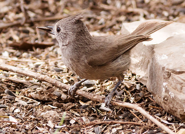 Juniper Titmouse Baeolophus ridgwayi