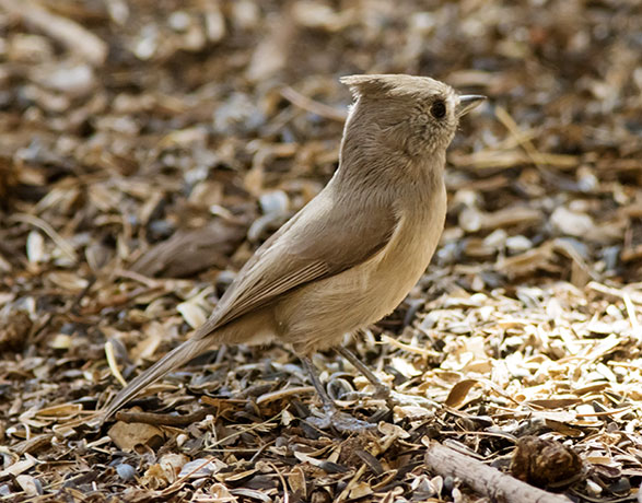 Juniper Titmouse Baeolophus ridgwayi