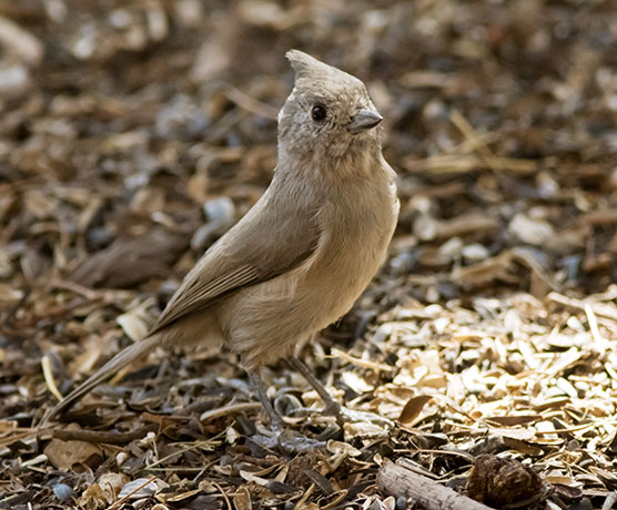 Juniper Titmouse Baeolophus ridgwayi