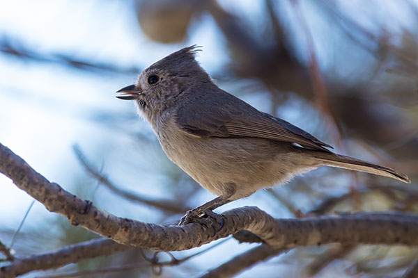 Juniper Titmouse Baeolophus ridgwayi