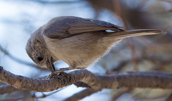 Juniper Titmouse Baeolophus ridgwayi