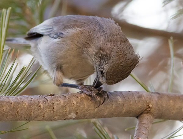 Juniper Titmouse Baeolophus ridgwayi