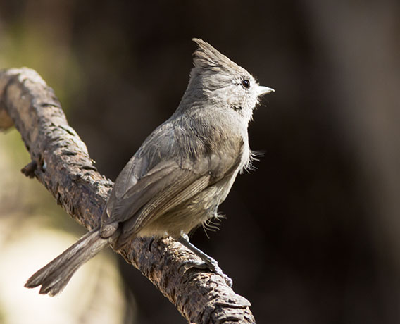 Juniper Titmouse Baeolophus ridgwayi