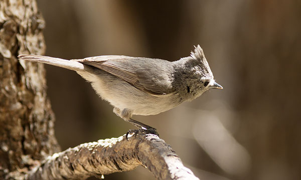 Juniper Titmouse Baeolophus ridgwayi