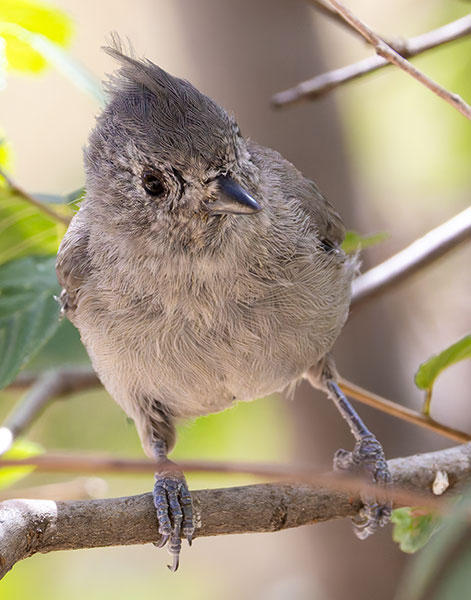 Juniper Titmouse Baeolophus ridgwayi