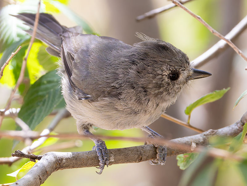 Juniper Titmouse Baeolophus ridgwayi
