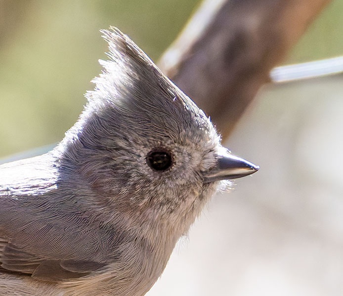 Juniper Titmouse Baeolophus ridgwayi