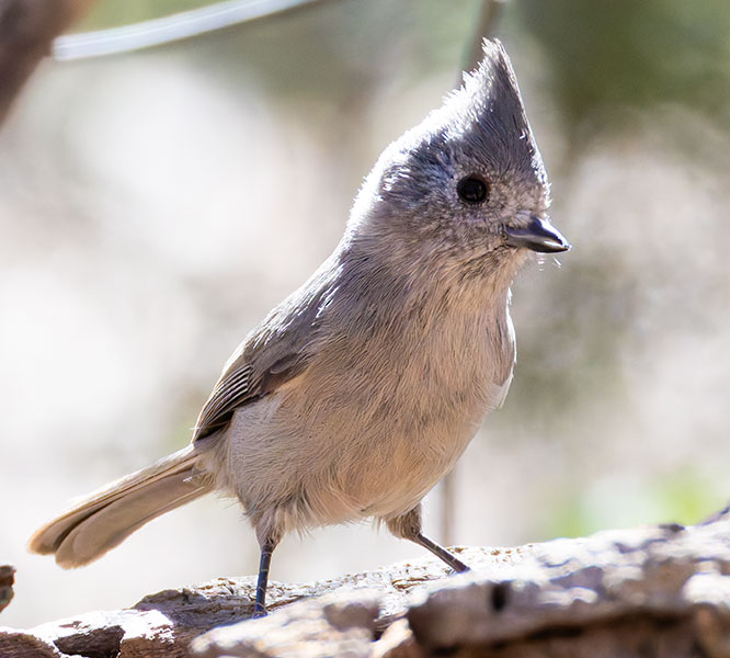 Juniper Titmouse Baeolophus ridgwayi