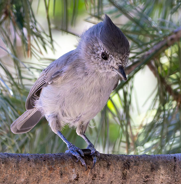 Juniper Titmouse Baeolophus ridgwayi