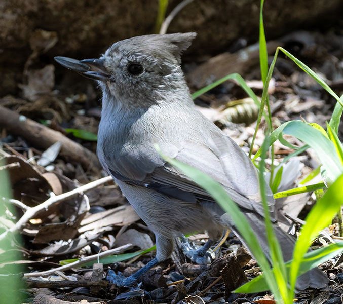 Juniper Titmouse Baeolophus ridgwayi
