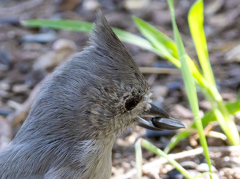 Juniper Titmouse Baeolophus ridgwayi