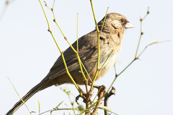 Abert's Towhee Melozone aberti