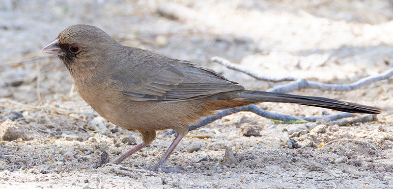 Abert's Towhee Melozone aberti