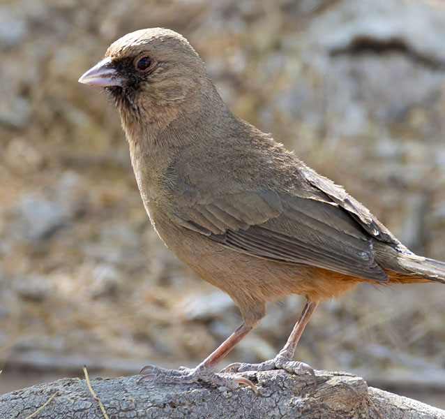 Abert's Towhee Melozone aberti