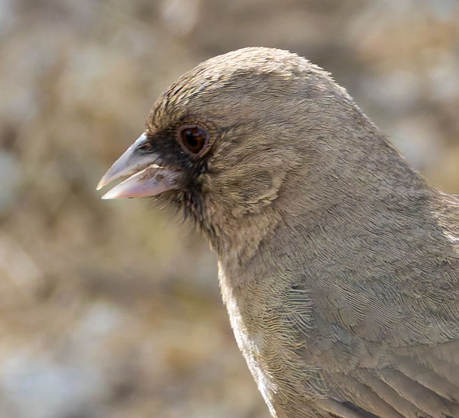 Abert's Towhee Melozone aberti