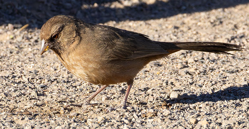 Abert's Towhee Melozone aberti