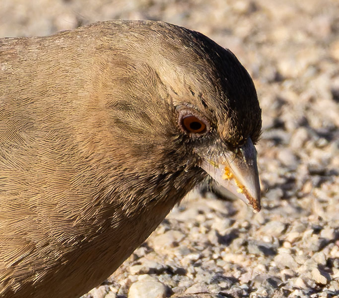 Abert's Towhee Melozone aberti