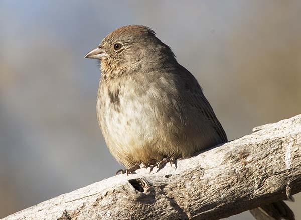 Canyon Towhee Pipilo fuscus 