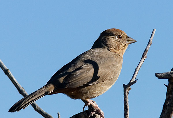 Canyon Towhee Pipilo fuscus 