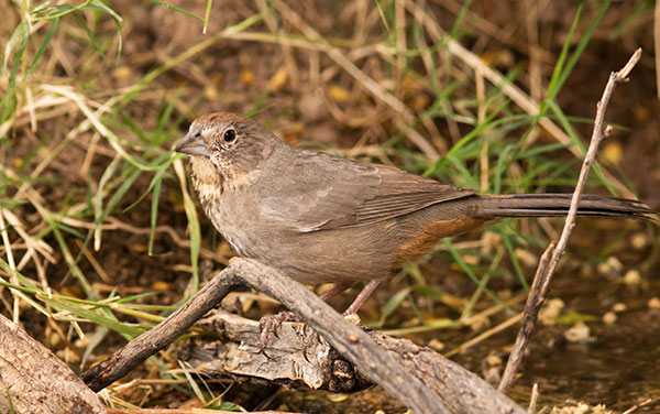 Canyon Towhee Pipilo fuscus 