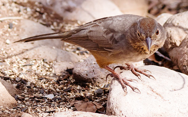 Canyon Towhee Pipilo fuscus 