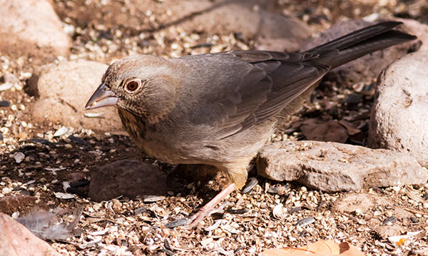 Canyon Towhee Pipilo fuscus 