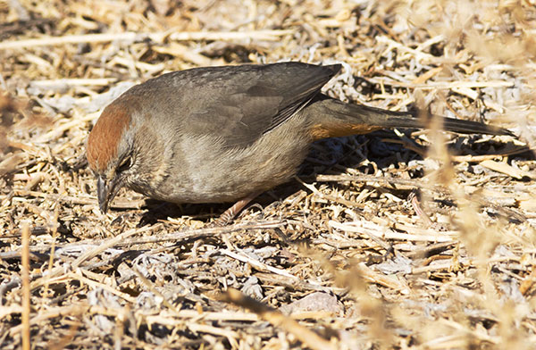 Canyon Towhee Pipilo fuscus 