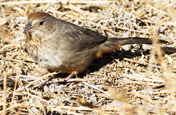 Canyon Towhee Pipilo fuscus 