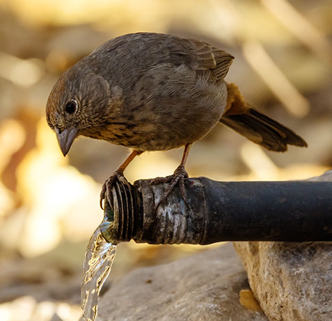 Canyon Towhee Pipilo fuscus 