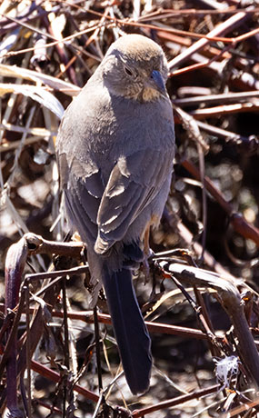 Canyon Towhee Pipilo fuscus 