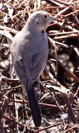 Canyon Towhee Pipilo fuscus 