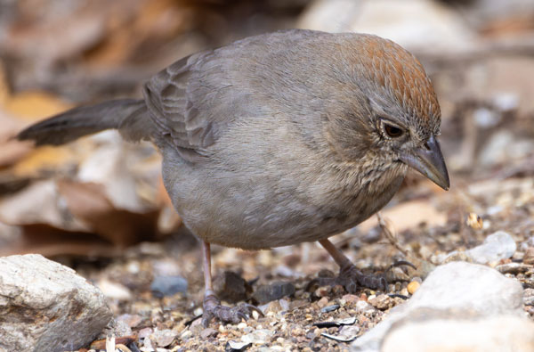 Canyon Towhee Pipilo fuscus 