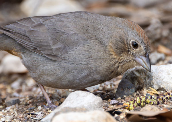 Canyon Towhee Pipilo fuscus 