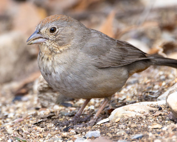 Canyon Towhee Pipilo fuscus 