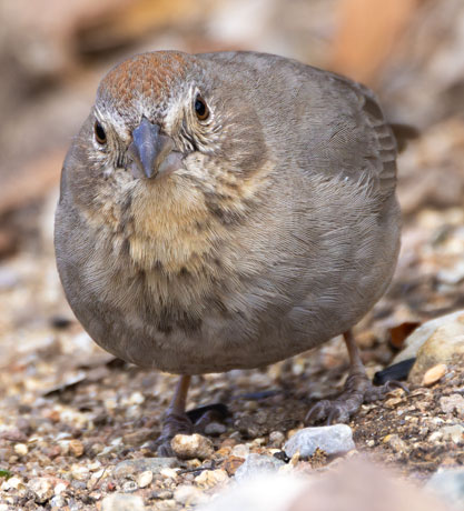 Canyon Towhee Pipilo fuscus 