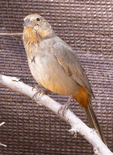 Canyon Towhee Pipilo fuscus 
