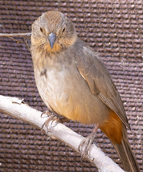 Canyon Towhee Pipilo fuscus 