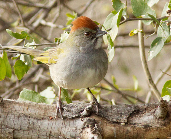 Green-tailed Towhee Pipilo chlorurus 
