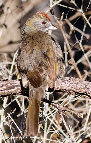 Green-tailed Towhee Pipilo chlorurus 