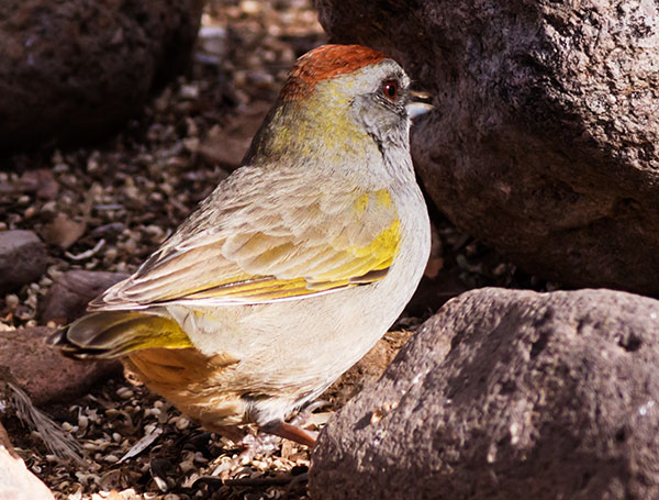 Green-tailed Towhee Pipilo chlorurus 