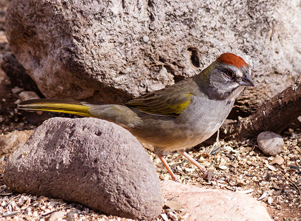 Green-tailed Towhee Pipilo chlorurus 