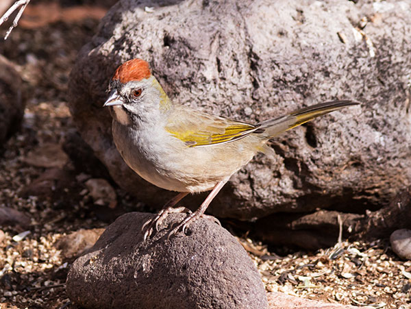 Green-tailed Towhee Pipilo chlorurus 