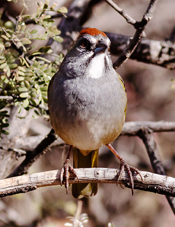 Green-tailed Towhee Pipilo chlorurus 