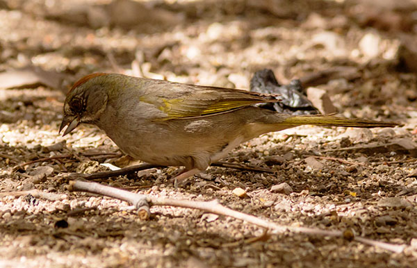 Green-tailed Towhee Pipilo chlorurus 