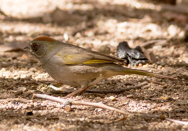 Green-tailed Towhee Pipilo chlorurus 